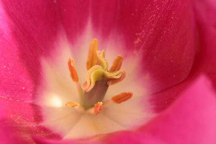 foto macra de la flor rosada del tulipán, en el rosa, macro, foto, tulipán, flor, estambres, polen, naturaleza, planta, pétalo, primer plano, sola flor, cabeza de flor, belleza en la naturaleza, color rosado, botánica, Fondo de pantalla HD