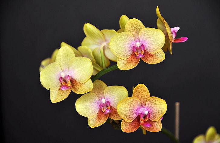 yellow and pink moth orchid, orchid, flower, twig, yellow, black background, HD wallpaper