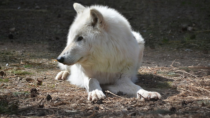 cão branco de pêlo curto, animais, natureza, lobo, HD papel de parede