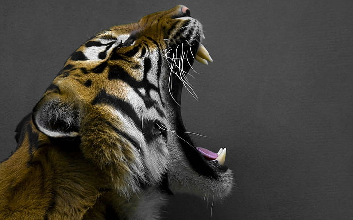 binatang, mengaum, harimau, Wallpaper HD