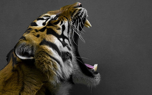 животные, рев, тигр, HD обои HD wallpaper