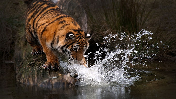 тигр, животные, вода, большие кошки, HD обои