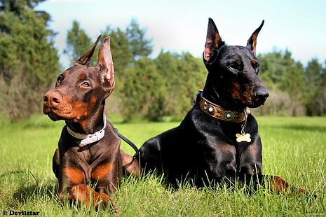 Doberman, perro, perros, Pinscher, Fondo de pantalla HD HD wallpaper