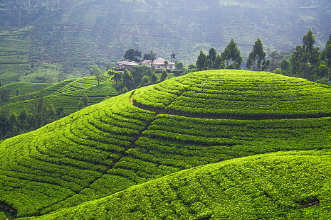 Perkebunan teh, perkebunan teh, ladang, bukit, tanaman hijau, panorama perkebunan, Wallpaper HD HD wallpaper