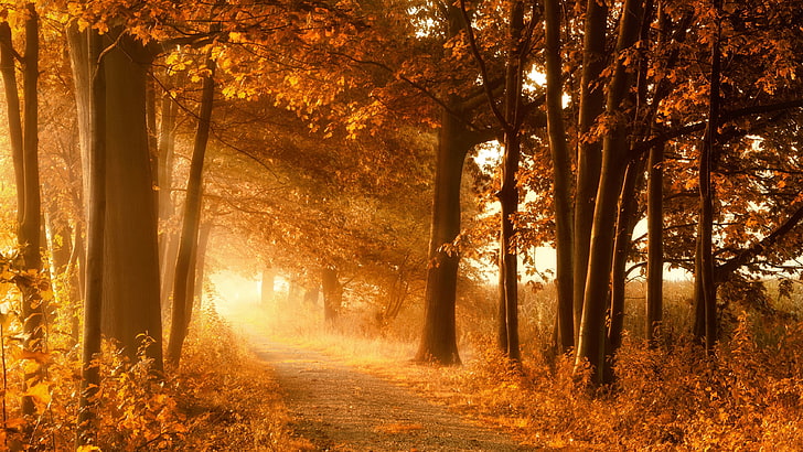 коричневые лиственные деревья, природа, пейзаж, деревья, лес, ветка, солнечный свет, грунтовая дорога, растения, листья, HD обои