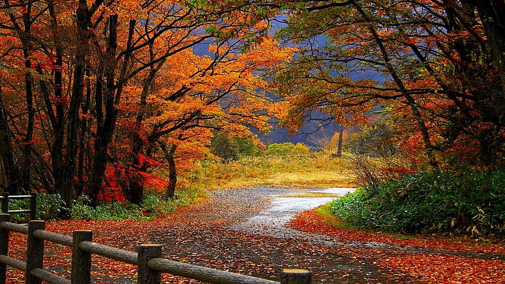 foresta, foglie, autunno, natura, Sfondo HD