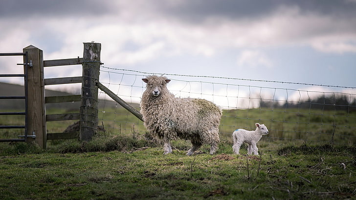 animals, sheep, fence, lamb, baby animals, HD wallpaper