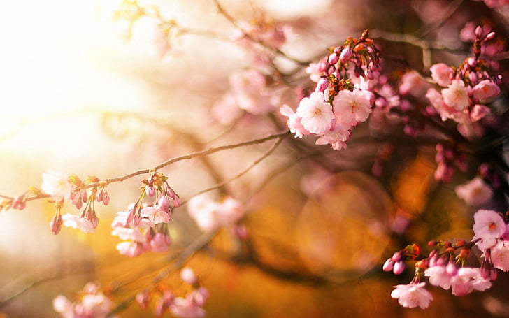 cherry, close-up, flowers, nature, petals, pink, sunshine, HD wallpaper