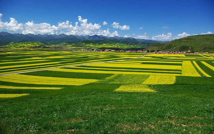 A Vast Beauty, yellow, field, vast, grass, green, flowers, 3d and abstract, HD wallpaper