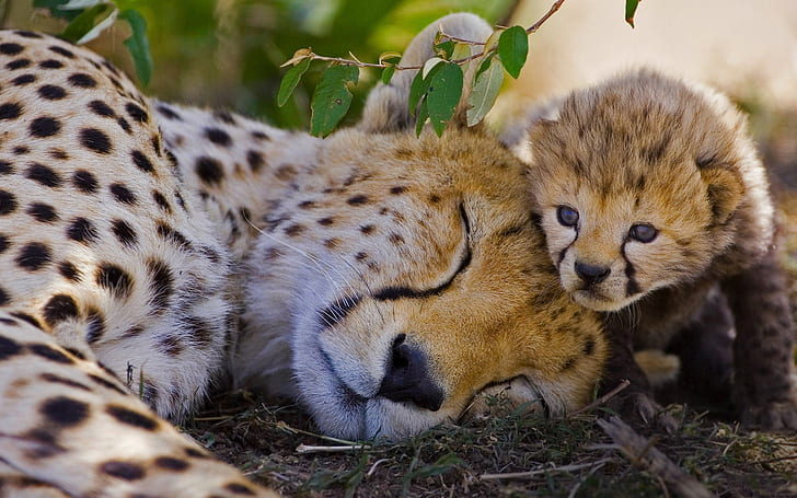 Katter, Cheetah, Baby Animal, Big Cat, Cub, Sleeping, Wildlife, rovdjur (djur), HD tapet