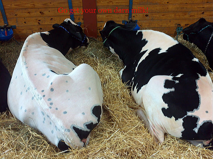Cows On Strike, cows, milk, animals, farm, HD wallpaper | Wallpaperbetter