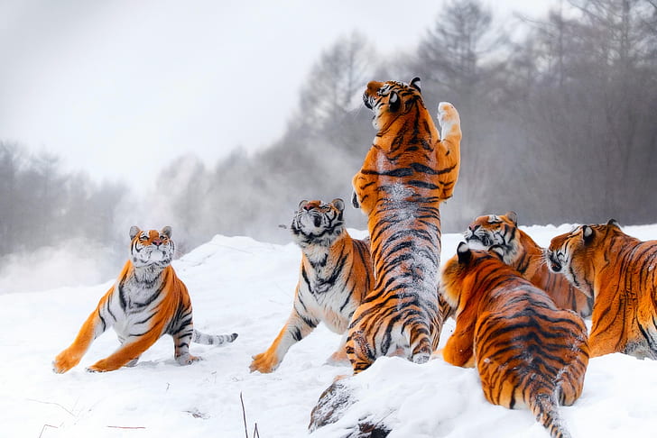 winter, snow, tiger, jump, the game, hunting, tigers, stand, young tigers, HD wallpaper