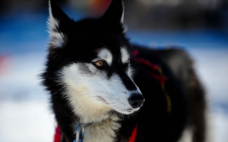 yetişkin siyah beyaz Sibirya husky, hayvanlar, köpek, HD masaüstü duvar kağıdı
