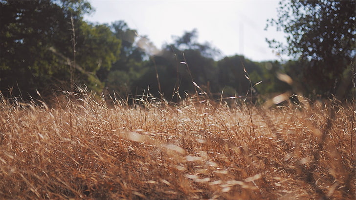 braunes Gras, Gras, Natur, HD-Hintergrundbild