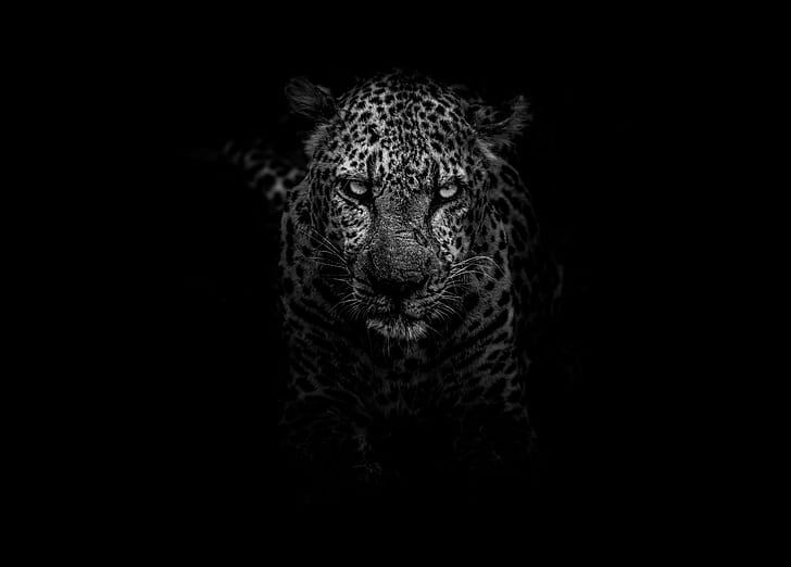 leopard, animals, dark, hd, monochrome, black and white, 4k, 5k, HD wallpaper