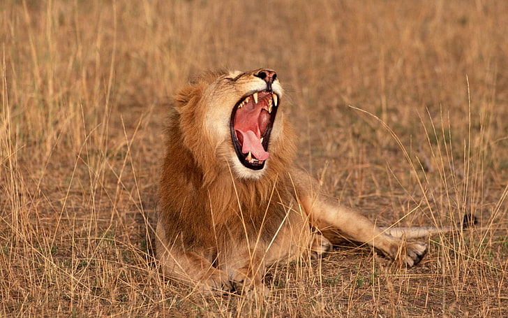 adult male lion, africa, lion, savannah, animals, HD wallpaper