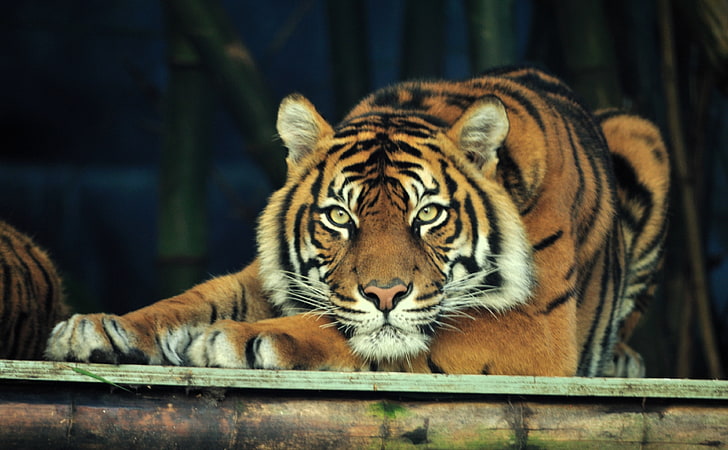 Sumatran Tiger, tiger, Animals, Wild, Panthera, Tiger, Tigris, sumatra, sumatran, taronga, HD wallpaper