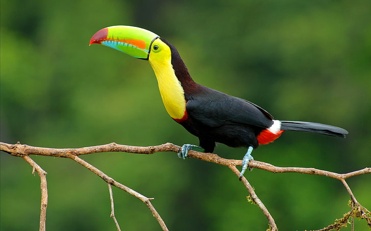 Keel Billed Toucan, burung hitam dan hijau, Hewan, Burung, cabang, toucan, Wallpaper HD