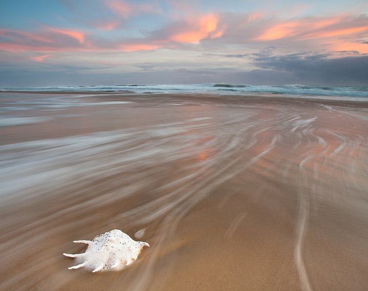 White Shell, white and brown seashell, Nature, Beach, White, Shell, HD wallpaper