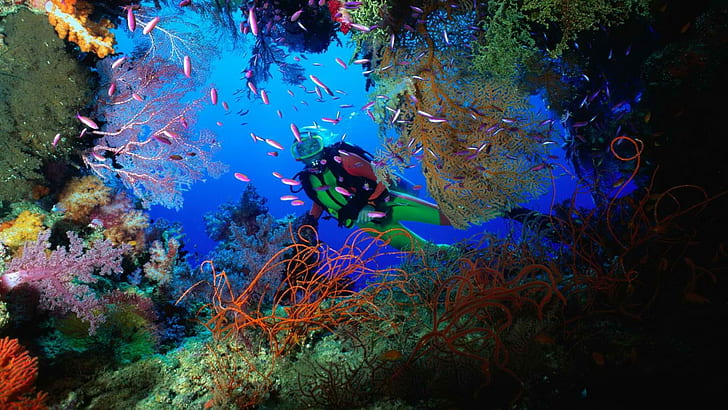 Sea Life Ocean Diver Fish Coral HD, scuba diver; school of fish, animals, ocean, sea, life, fish, diver, coral, HD wallpaper