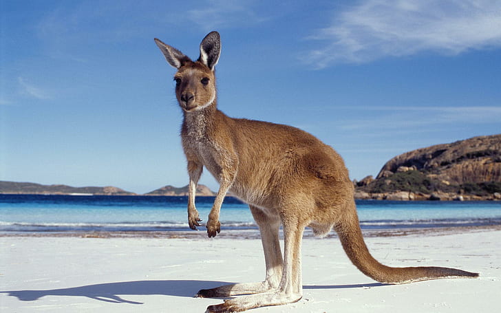 Kangaroo on BEach, funny, kangaroo, beach, HD wallpaper