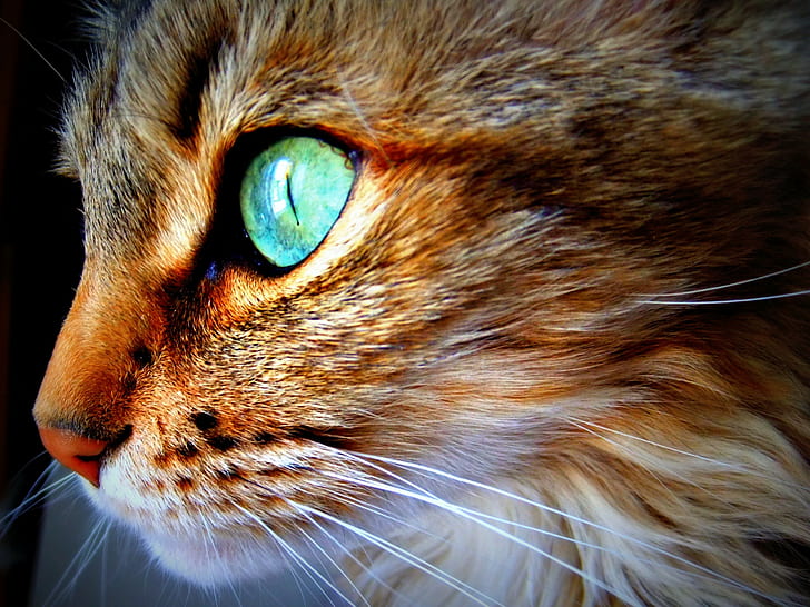 القط والوجه والعينين، خلفية HD
