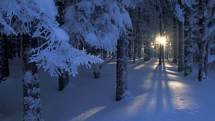 träd belagt med snöfotografering, trä, snö, sol, strålar, gryning, frost, snödrivor, kyla, uppvaknande, HD tapet