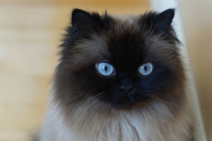 Котки, котка, животно, сини очи, хималайска котка, HD тапет