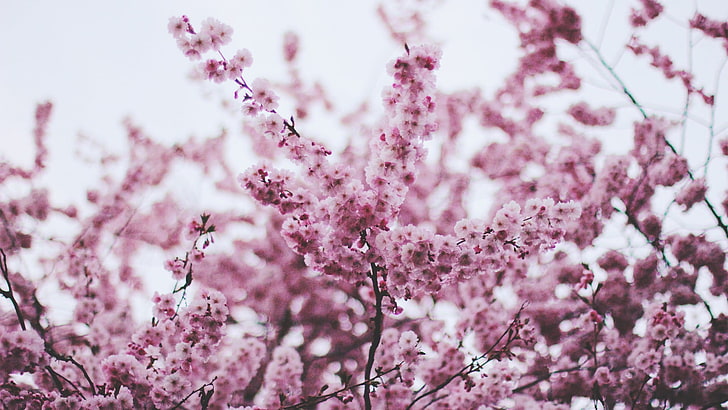 pink flowers, blossom, HD wallpaper