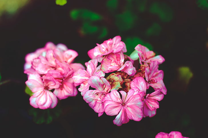 розови листни цветя, цветя, венчелистчета, розови, HD тапет