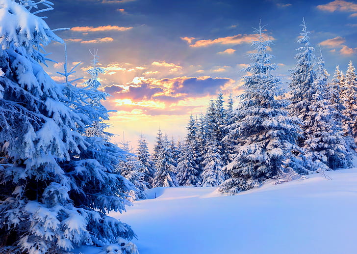 природа, пейзаж, снег, зима, лес, деревья, закат, сосны, HD обои