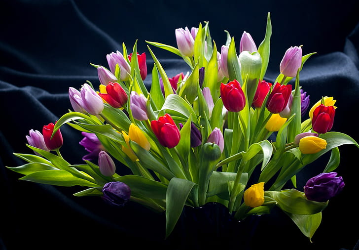 Blumen, einfacher Hintergrund, bunt, Pflanzen, Blätter, Tulpen, HD-Hintergrundbild