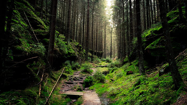 sentiero nel bosco, foresta, foresta profonda, natura, foresta va crescita, valle, deserto, foresta di abeti rossi, bosco, albero, sentiero, Sfondo HD
