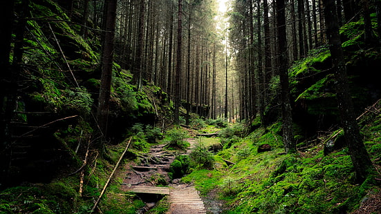 sentiero nel bosco, foresta, foresta profonda, natura, foresta va crescita, valle, deserto, foresta di abeti rossi, bosco, albero, sentiero, Sfondo HD HD wallpaper