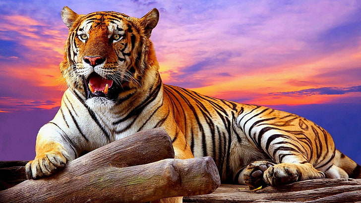 Tiger, wild lebende Tiere, Himmel, große Katzen, Wolken, buntes, terrestrisches Tier, HD-Hintergrundbild
