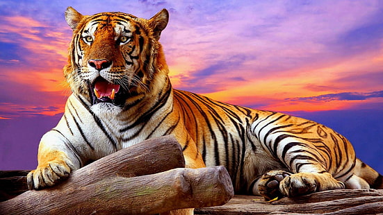 тигър, дива природа, небе, големи котки, облаци, цветни, сухоземни животни, HD тапет HD wallpaper