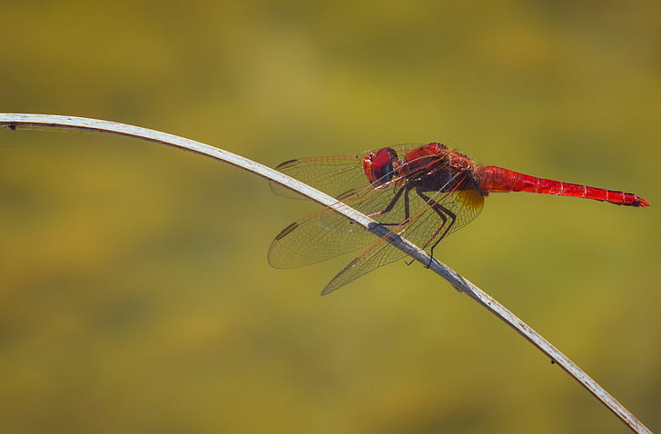 red and black dragonfly, red and black, dragonfly, fauna, sigma, macro, dragon-fly, insects, nature, photography, insect, animal, close-up, animal Wing, wildlife, HD wallpaper