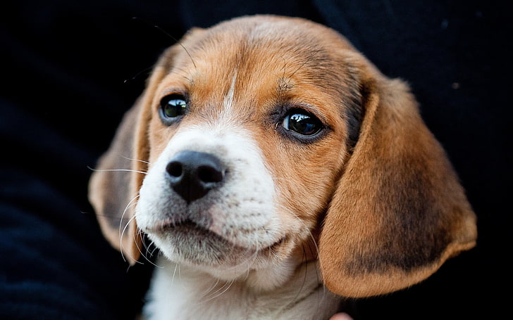 cachorro beagle marrón, cachorro, hocico, orejas, lindo, Fondo de pantalla HD