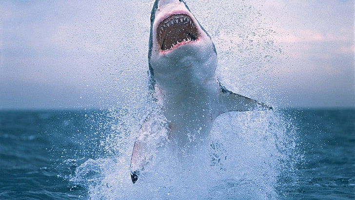 большая белая акула, акула, большая белая акула, животные, море, HD обои