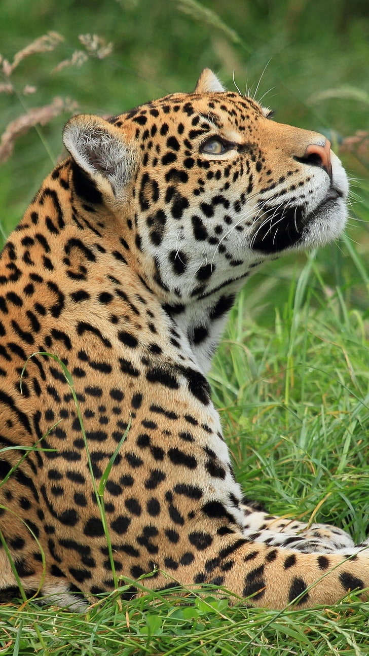 Reszta jaguara, lampart brunatny, zwierzęta, jaguar, reszta, Tapety HD, tapety na telefon