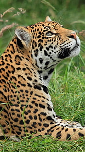 Ягуар Отдых, коричневый леопард, Животные, Ягуар, отдых, HD обои HD wallpaper