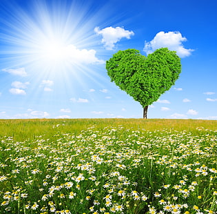 flores de margarita blanca], campo, árbol, corazón, manzanilla, primavera, prado, amor, sol, Fondo de pantalla HD HD wallpaper