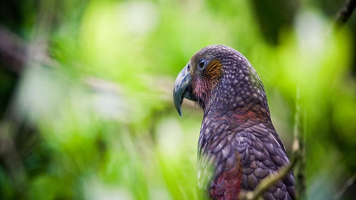 Niesamowita papuga, Tapety HD