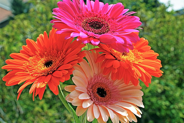 Flores, Gerbera, Colorido, Tierra, Flor, Fondo de pantalla HD |  Wallpaperbetter