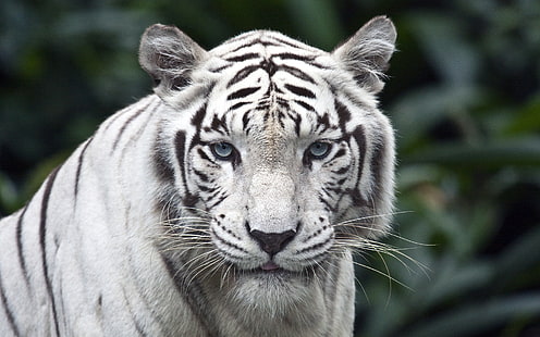 White Siberian Tiger, white bengal tiger, white, tiger, siberian, animals, HD wallpaper HD wallpaper
