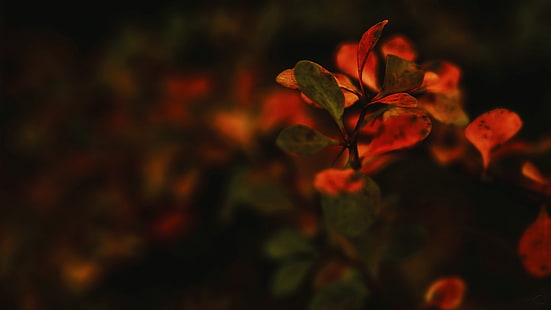 grünes Blatt Pflanze, Blumen, Makro, Natur, Pflanzen, HD-Hintergrundbild HD wallpaper