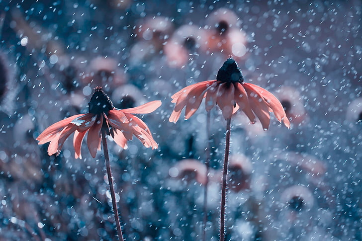 Makrophotographie mit zwei rosa und schwarzen Blumen, Natur, Blumen, rosa Blumen, Frühling, HD-Hintergrundbild