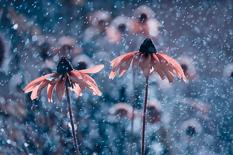 두 핑크와 블랙 꽃 매크로 사진, 자연, 꽃, 분홍색 꽃, 봄, HD 배경 화면 HD wallpaper