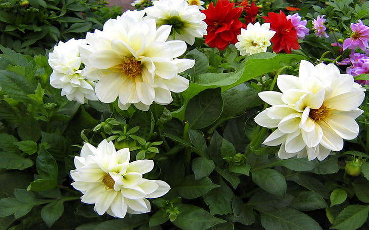 Garden Flowers White Dahlia Dahlia Photos, Description, Cultivation And Planting, Care And Watering, HD wallpaper