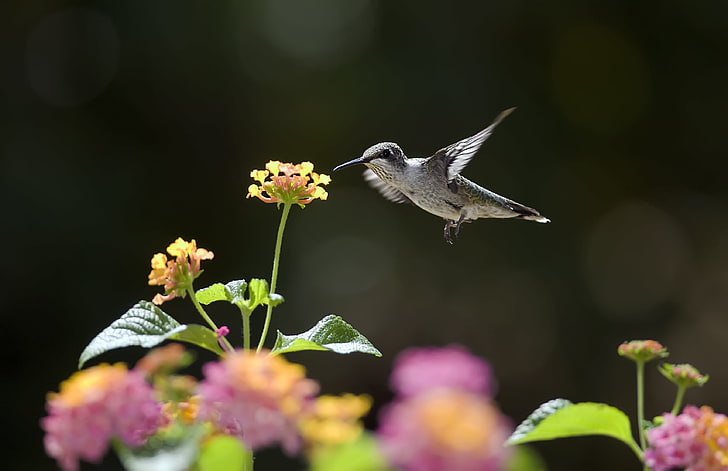 bird, bokeh, flowers, Hummingbirds, Nectar, Sunny, HD wallpaper